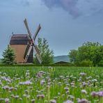 Bockwindmühle Badersleben (2)