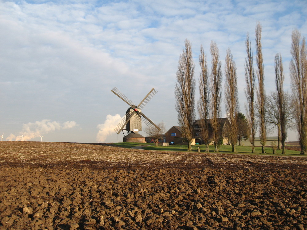 Bockwindmühle bei Titz (Rheinland)