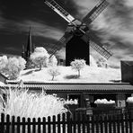 Bockwindmühle in Werder