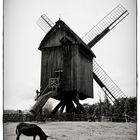 Bockwindmühle mit Esel