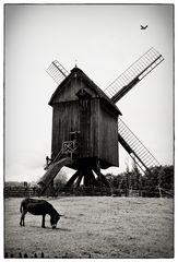 Bockwindmühle mit Esel