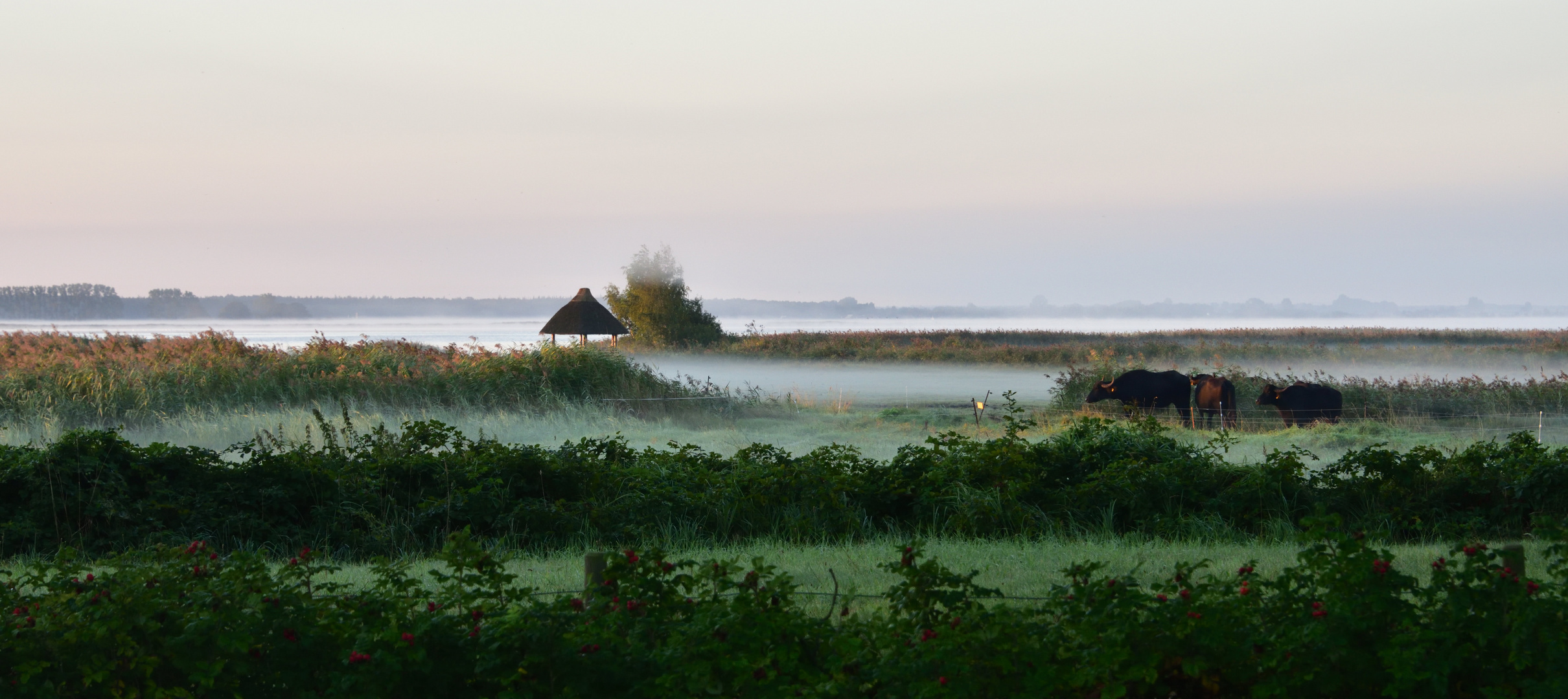 Bodden am Morgen