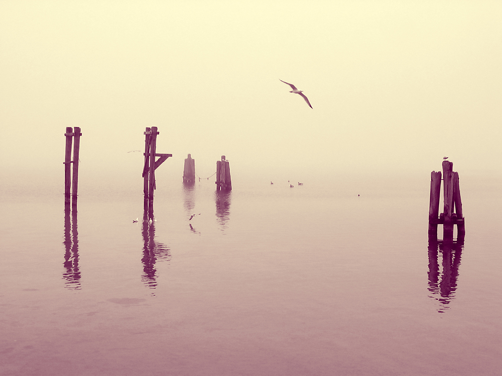 Bodden bei Nebel