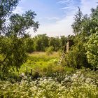 Bodden - Darß