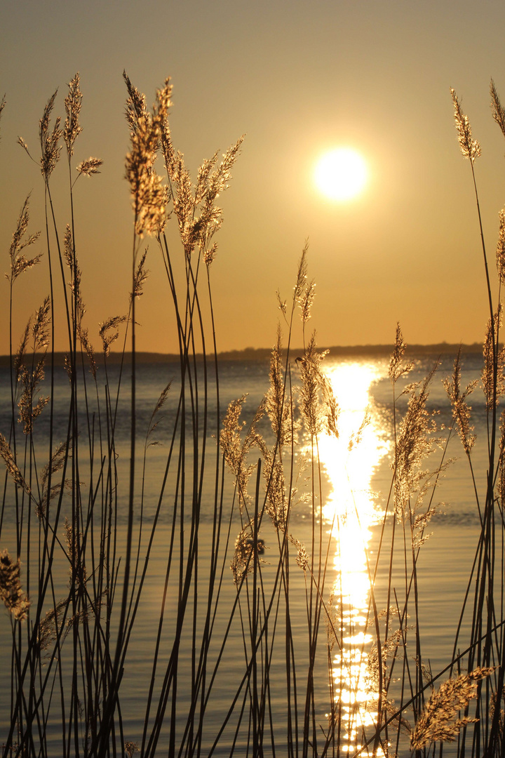 Bodden und Schilf bei Sonnenuntergang