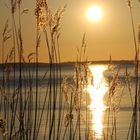 Bodden und Schilf bei Sonnenuntergang