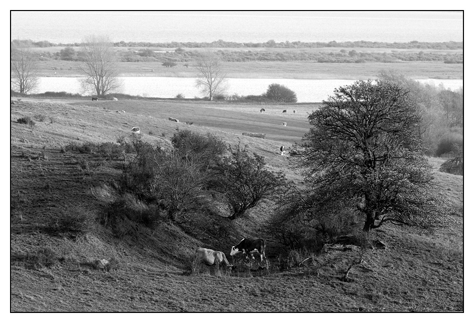 Boddenkühe _ Hiddensee