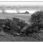 Boddenkühe _ Hiddensee