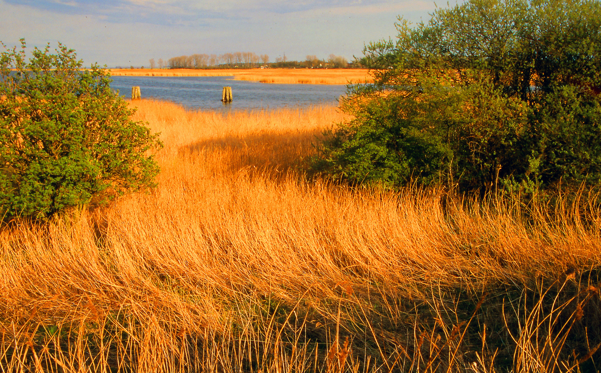 Boddenlandschaft