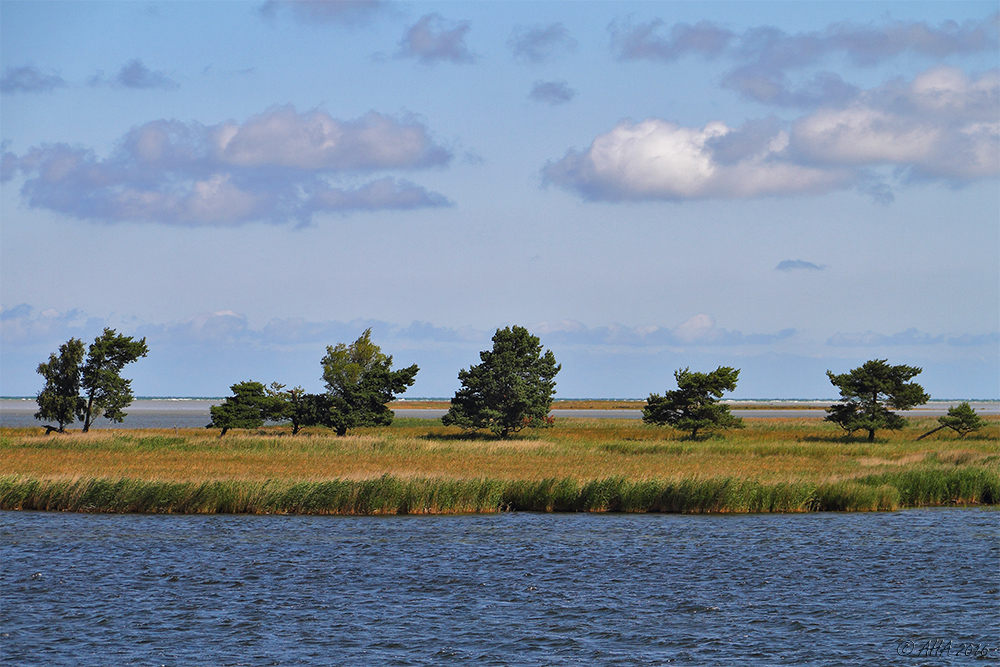 Boddenlandschaft