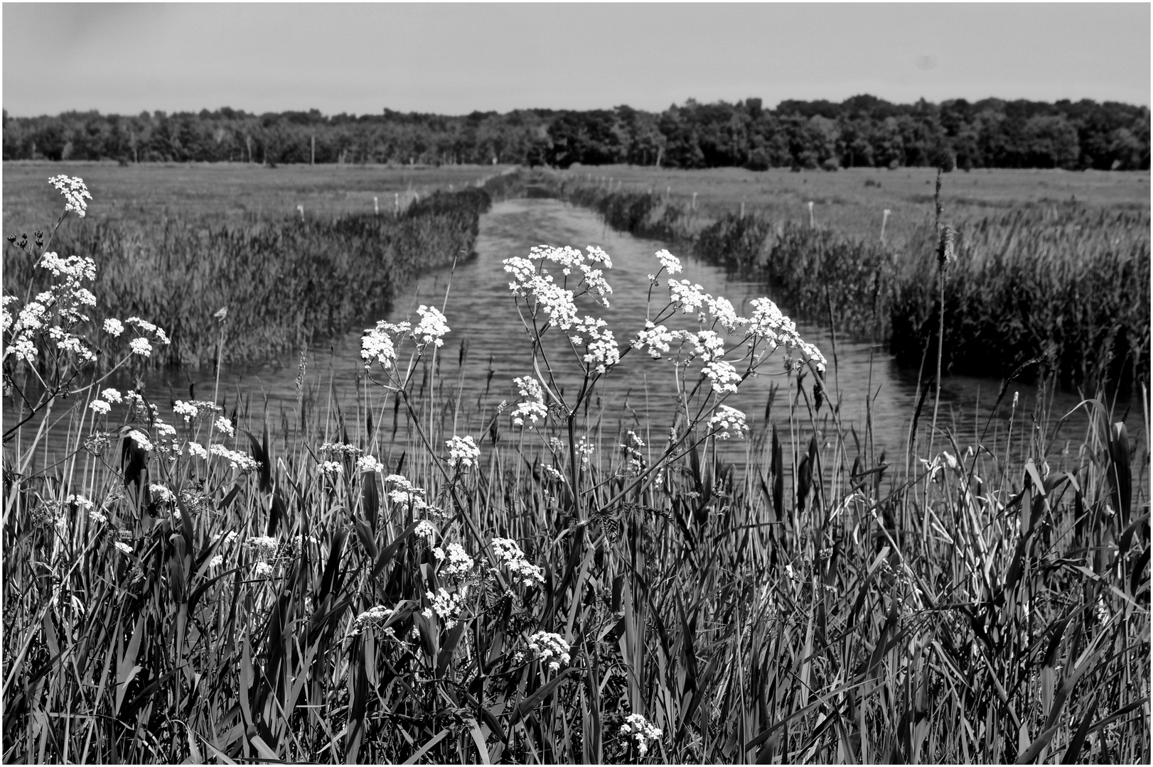 Boddenlandschaft