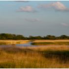 Boddenlandschaft bei Zingst 3