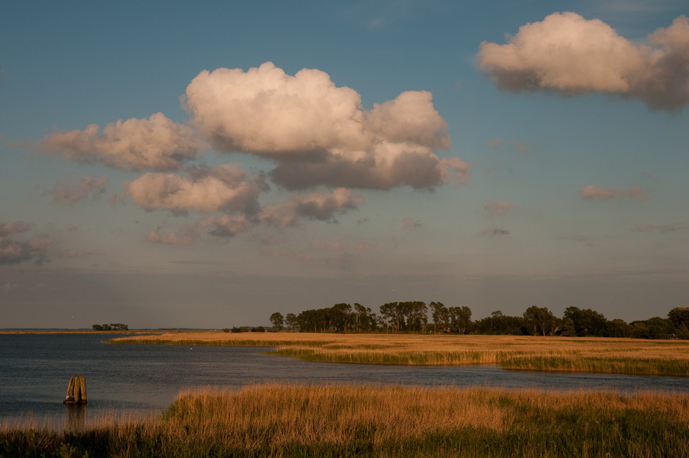 Boddenlandschaft bei Zingst 5