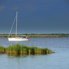 Boddenlandschaft Hiddensee