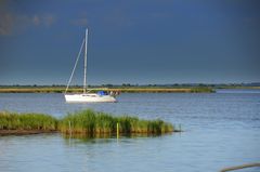 Boddenlandschaft Hiddensee