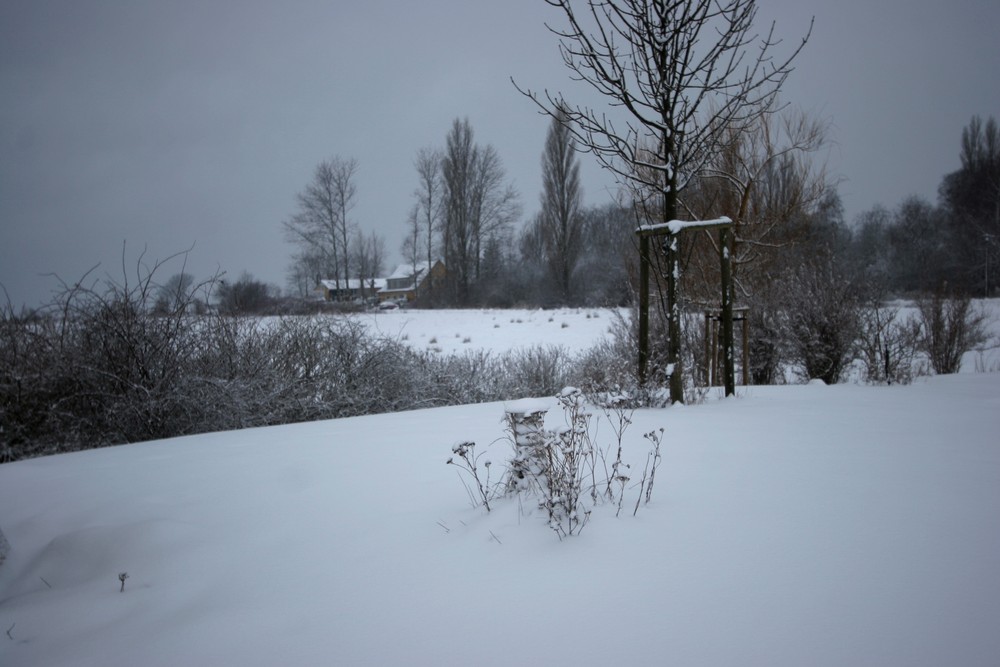 Boddenlandschaft im Winter