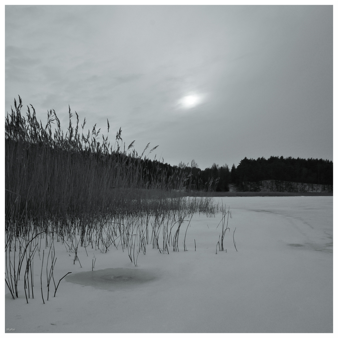 Boddenlandschaft im Winter