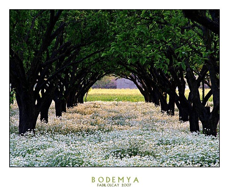 BODEMYA