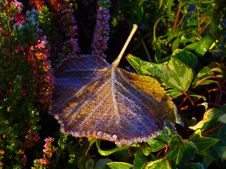 Boden - Frost