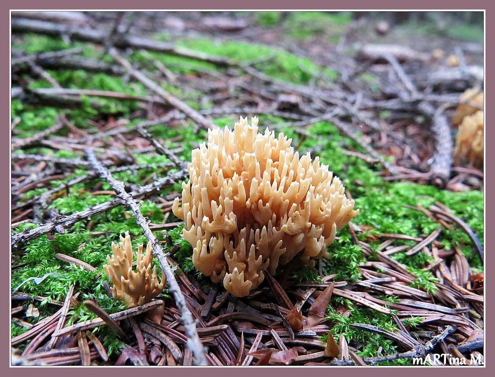 Boden im Herbstwald (mit Gedicht)