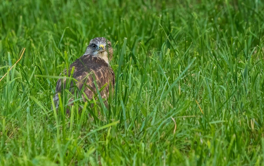 "BODEN JAGD"