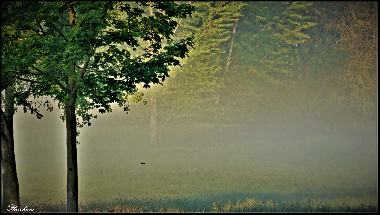 Boden Nebel auf der Rhein Aue (II)