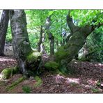 Bodenanomalien am Neudorfer Fels