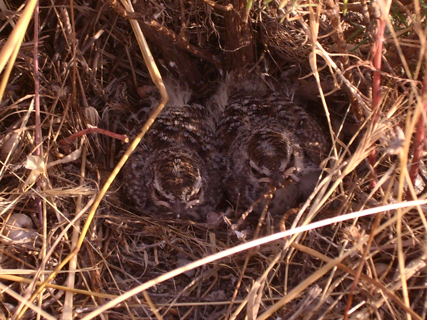 Bodenbrüter in unserem Garten Foto & Bild anfängerecke nachgefragt