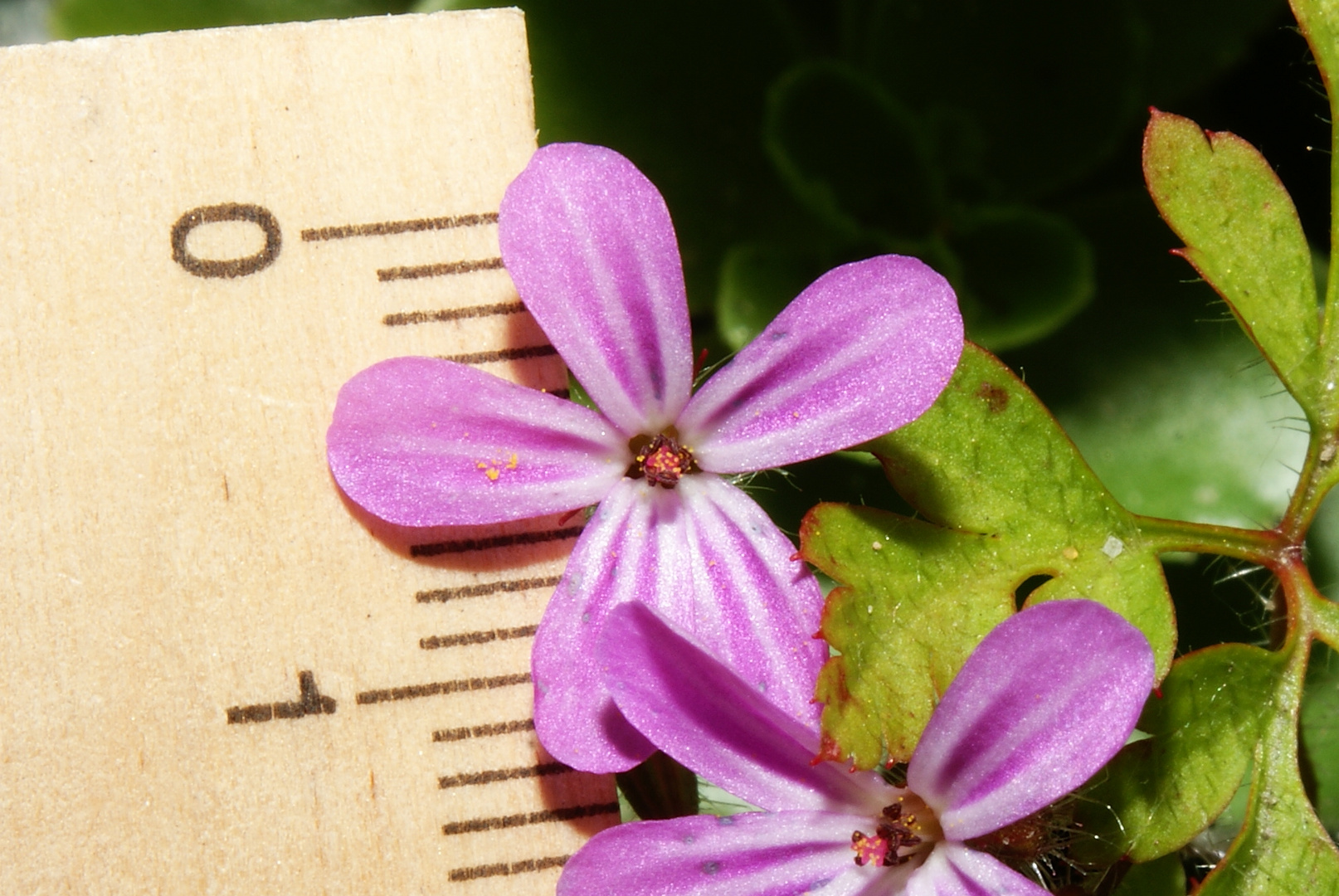 Bodendecker Blüte