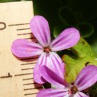 Bodendecker Blüte