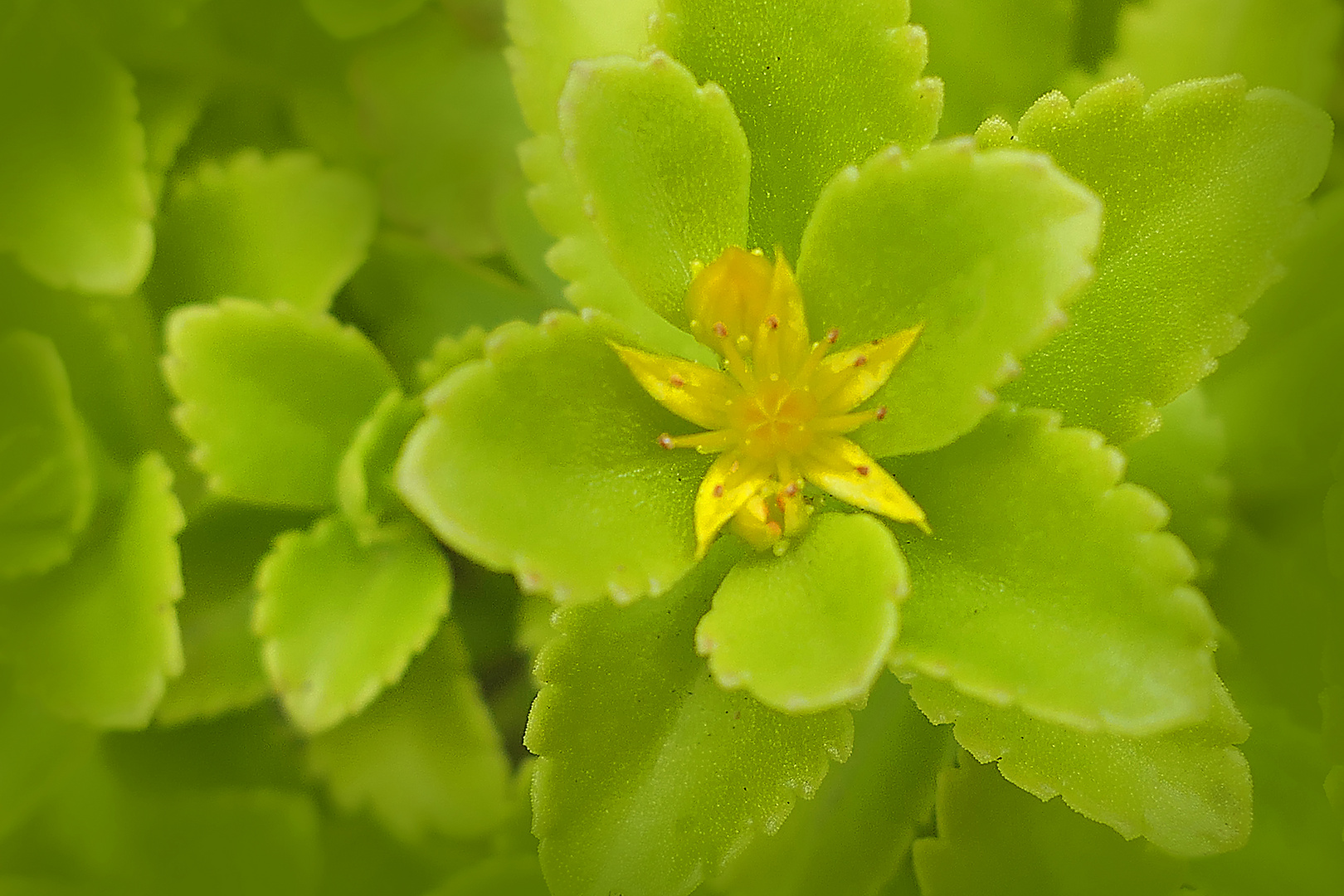 Bodendecker Immergrün Foto & Bild pflanzen, pilze & flechten, blüten
