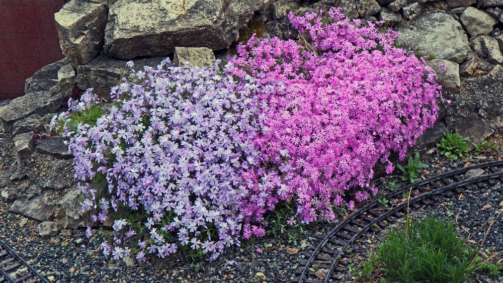 Bodendecker strahlen schon von weitem in pink und rosa... 