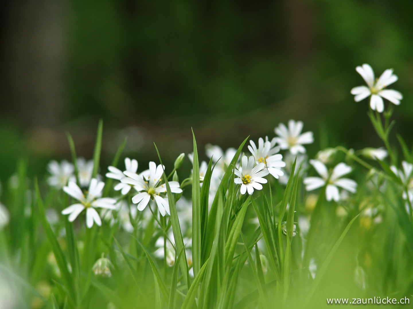 Bodendeckerblümchen