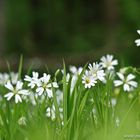 Bodendeckerblümchen