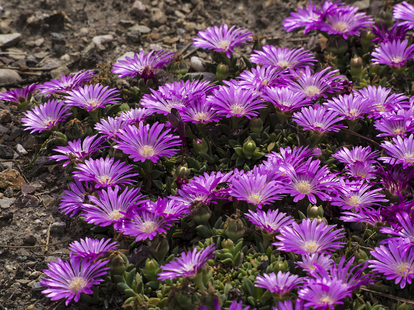 bodendeckerblüten