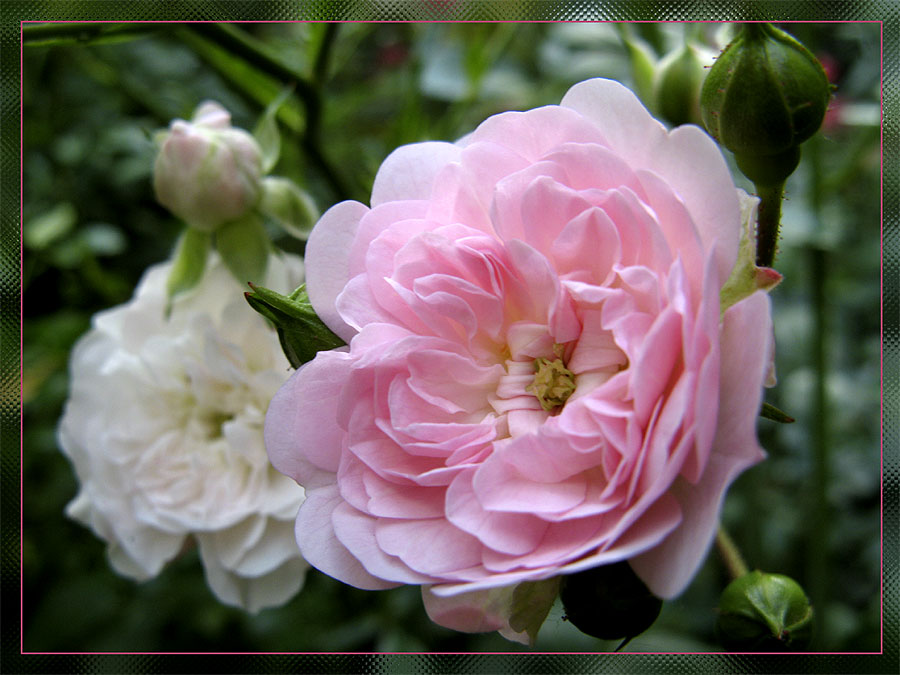 Bodendeckerrose 'The Fairy'