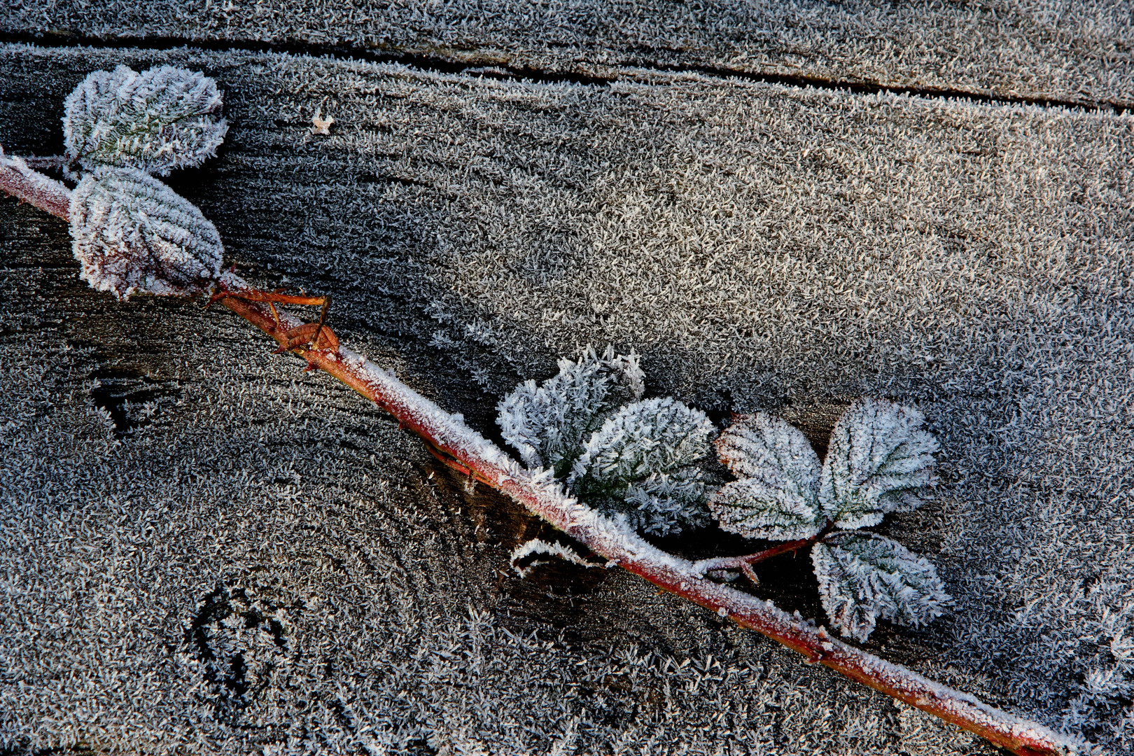 Bodenfrost...