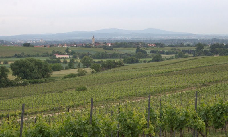 Bodenheim auf der Rheinterasse