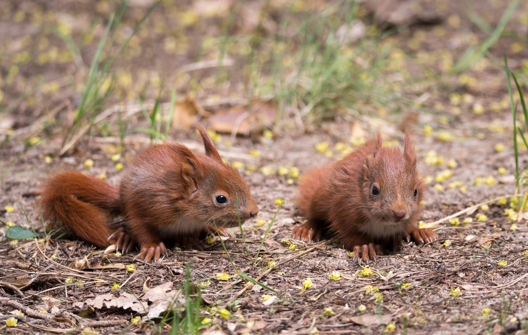 Bodenhörnchen