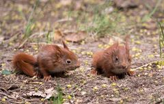 Bodenhörnchen