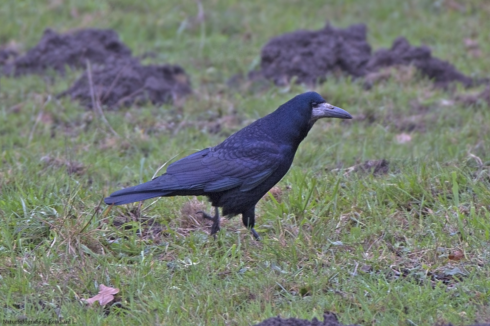 Bodenläufer 