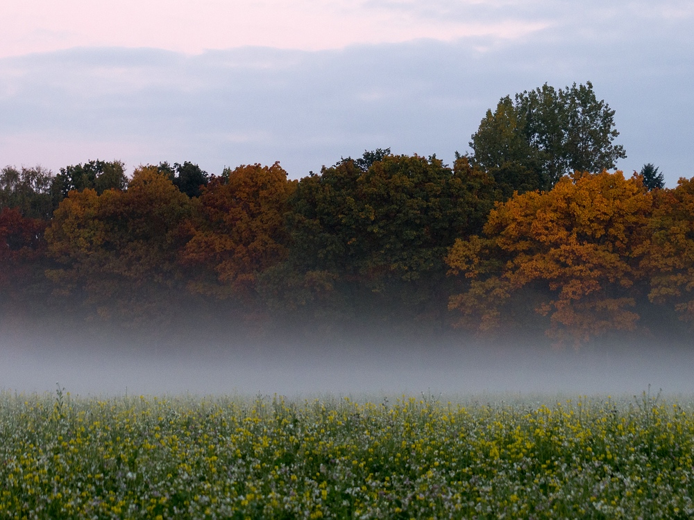 Bodennebel