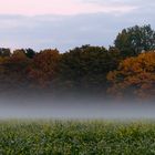 Bodennebel