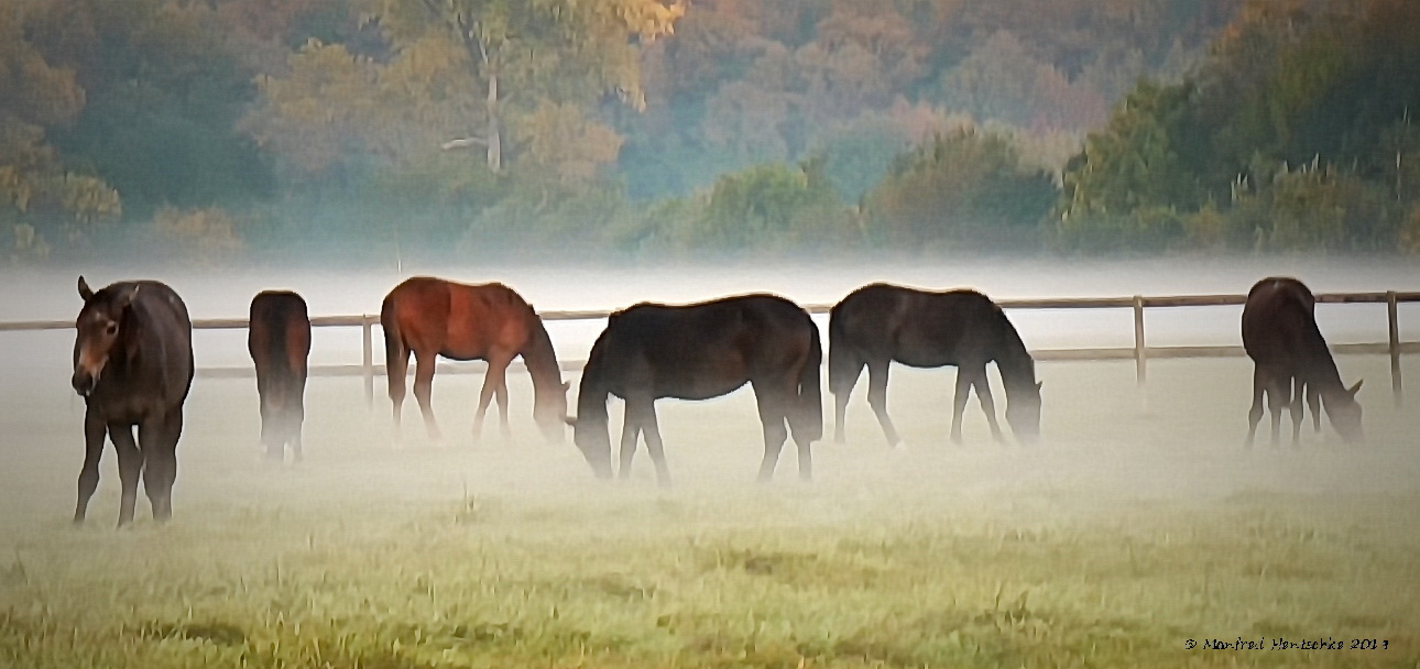 Bodennebel