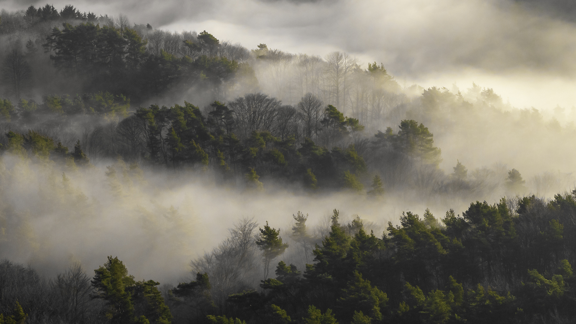 Bodennebel