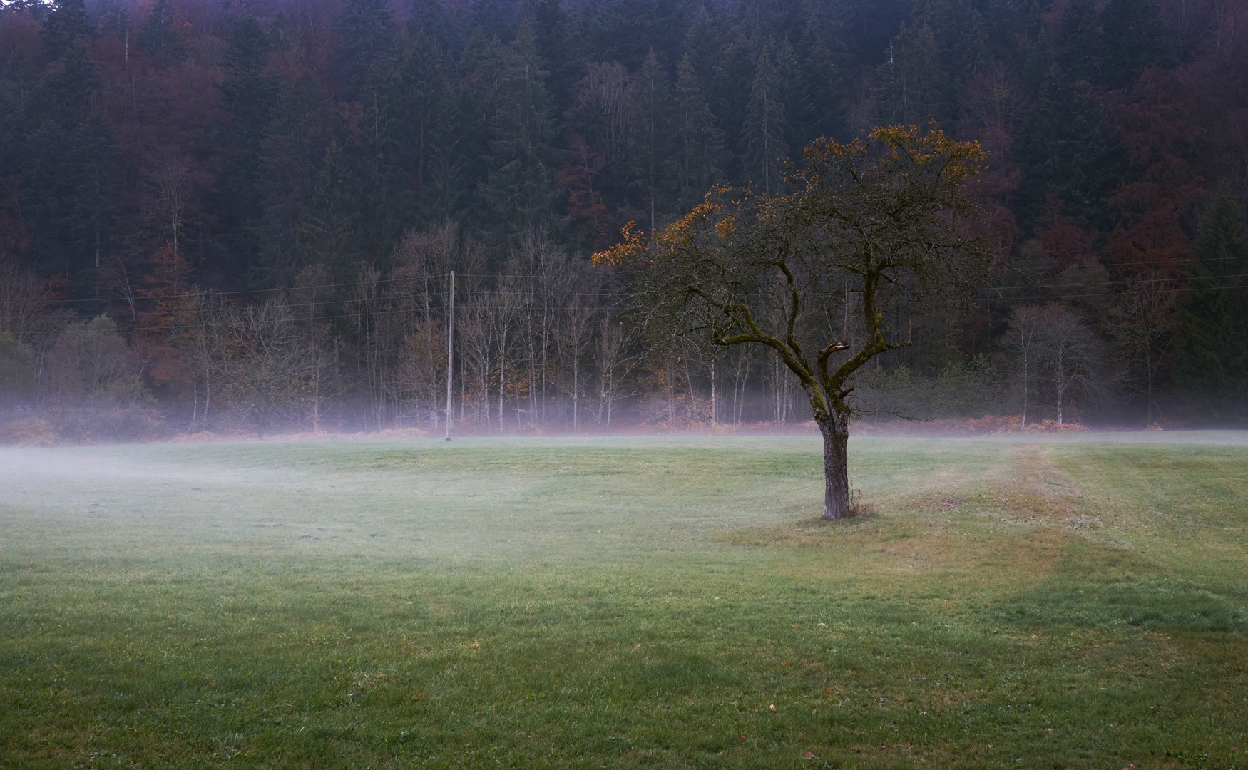 Bodennebel