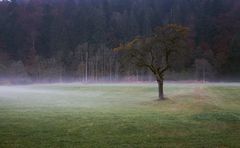 Bodennebel