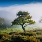 Bodennebel .....