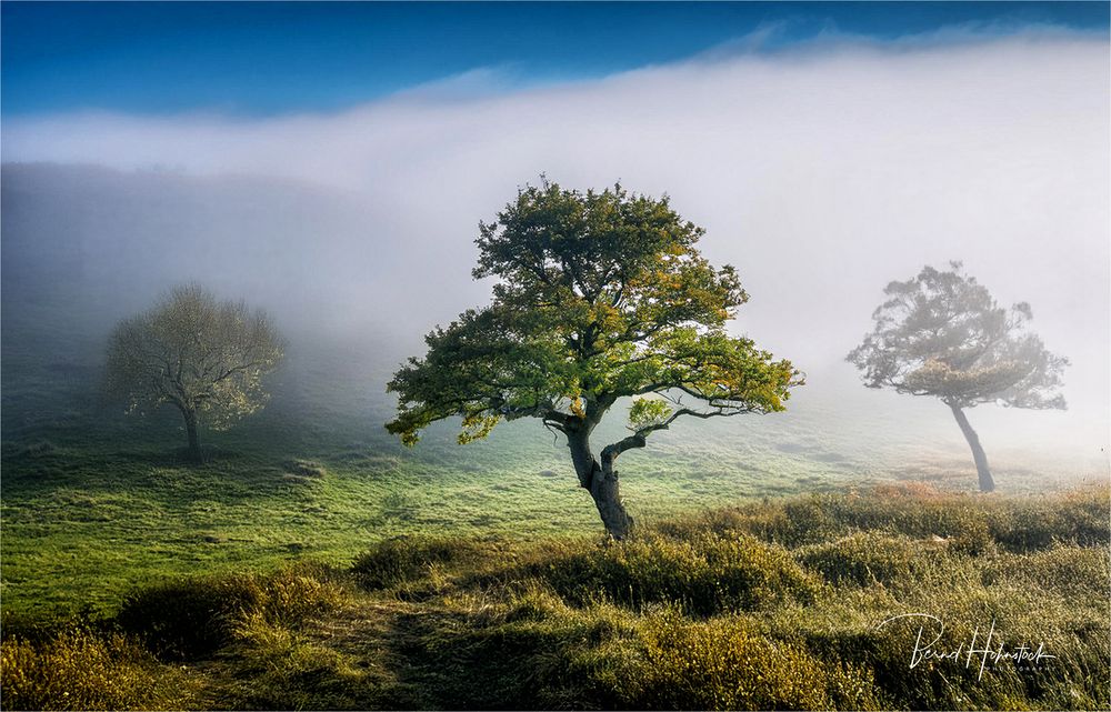 Bodennebel .....