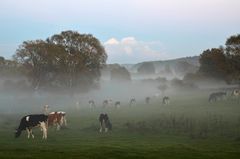 Bodennebel